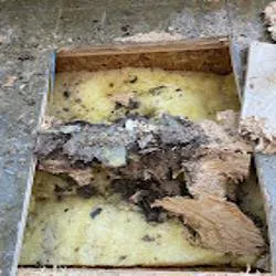 Mammoth Restoration | Scottsdale Picture 1