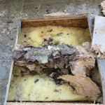 Mammoth Restoration | Scottsdale