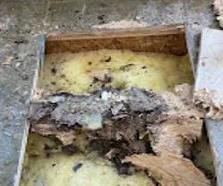 Mammoth Restoration | Scottsdale