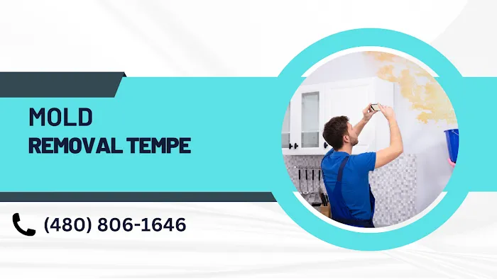 Mold Remediation Service Tempe Picture 1
