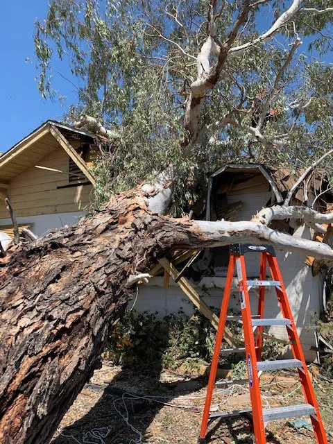 SERVPRO of Sun City South Picture 9