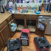 Cactus Wren Restoration ico