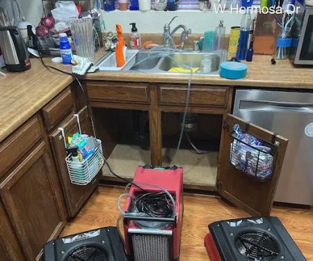 Cactus Wren Restoration