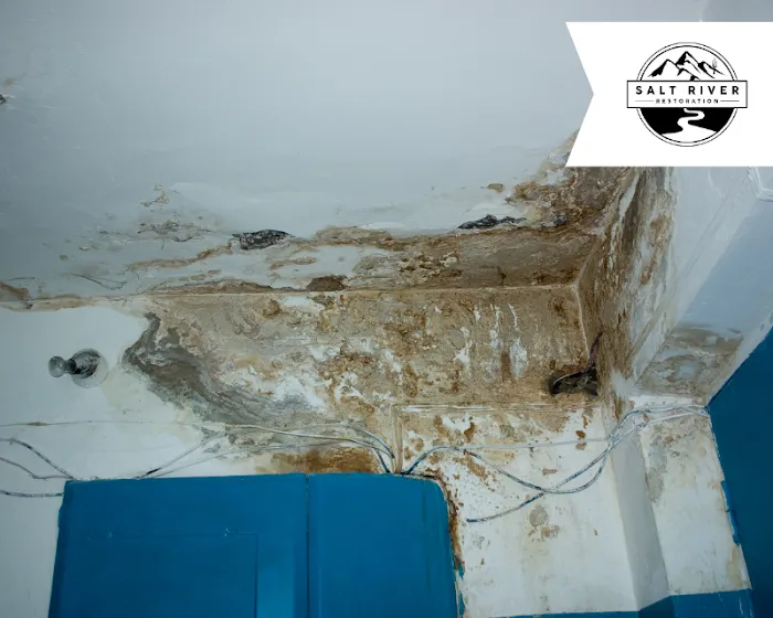 Salt River Restoration Picture 6