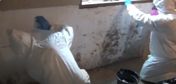 Urgent Mold Removal San Antonio Picture 1