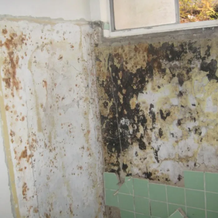 Catstrong Mold Picture 3