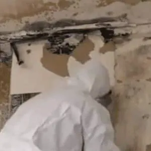 Catstrong Mold Picture 4