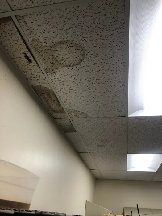 Catstrong Mold Picture 8