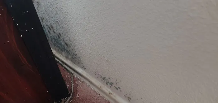 Catstrong Mold Picture 5