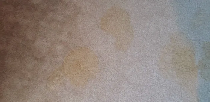 Stanley Steemer Picture 4