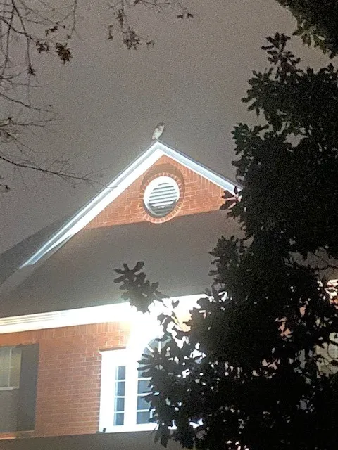 Rainbow Restoration of Arlington Picture 4