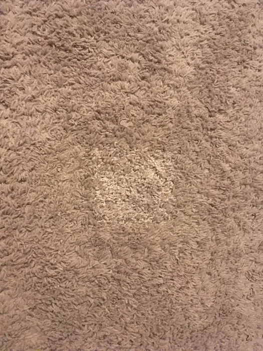 New Life Carpet Care and Water Restoration Picture 9