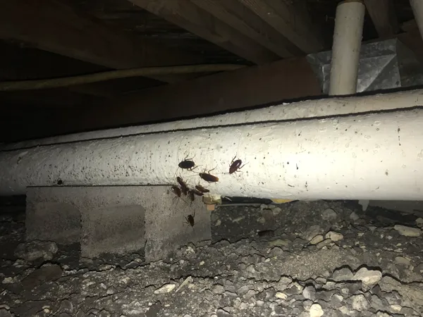 Olympic Restoration Systems Picture 3