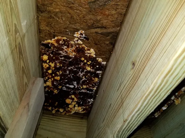 Olympic Restoration Systems Picture 6