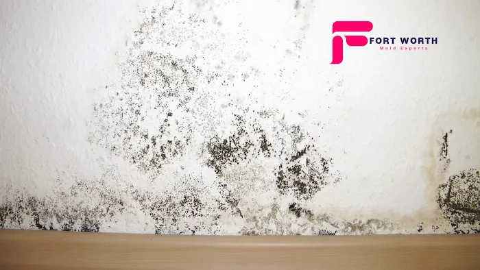 Fort Worth Mold Experts Picture 7