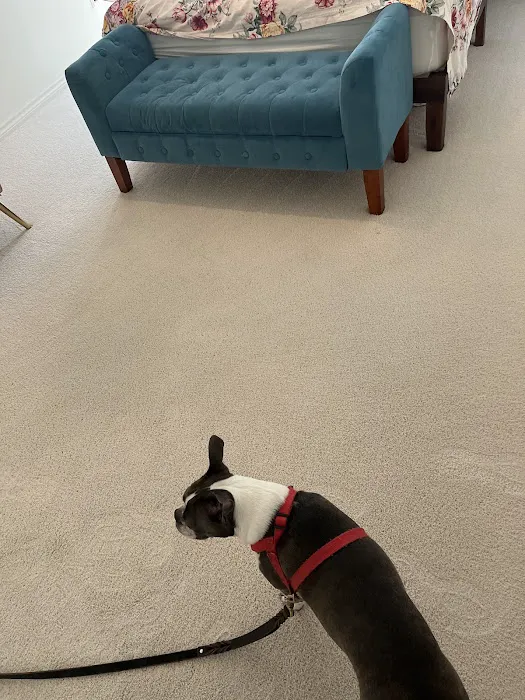 Power Steam Carpet Cleaning Picture 10