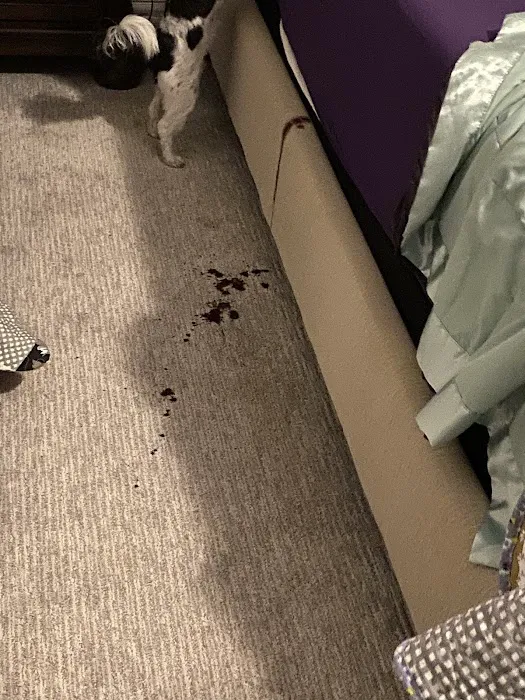 Steam Master Cleaning and Restoration Picture 7