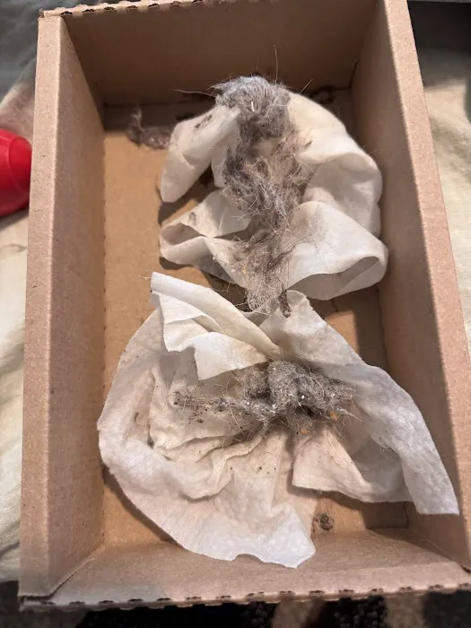 Stanley Steemer Picture 4