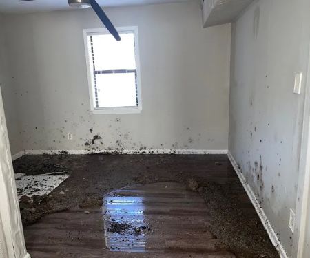 1-800 Water Damage of NE TX & NW LA
