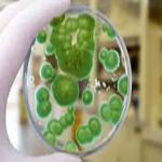 ALL US Mold Removal & Remediation - Frisco TX