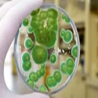 ALL US Mold Removal & Remediation - Frisco TX ico