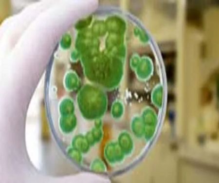 ALL US Mold Removal & Remediation - Frisco TX