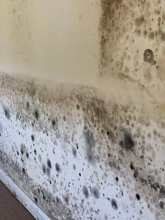 Jagoj Mold Remediation Shreveport Picture 5