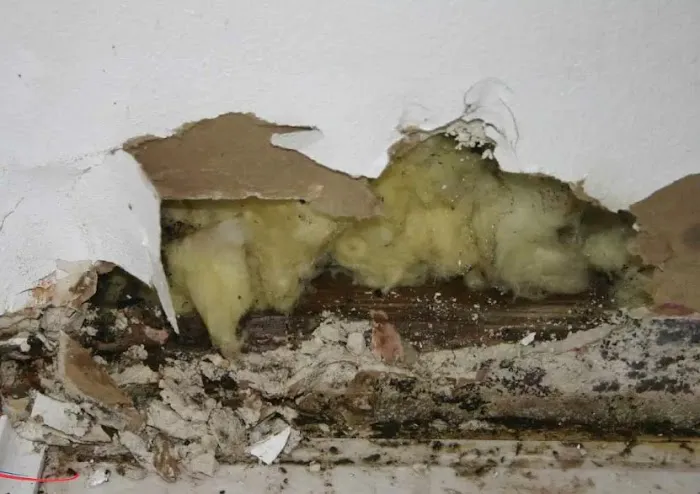 Jagoj Mold Remediation Shreveport Picture 4