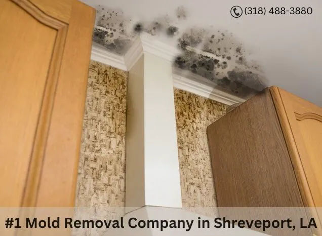 Jagoj Mold Remediation Shreveport Picture 9