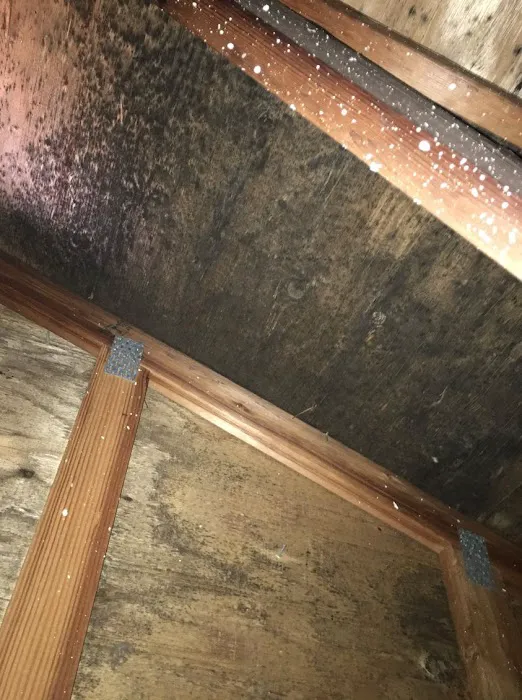 Fresno Mold Picture 7