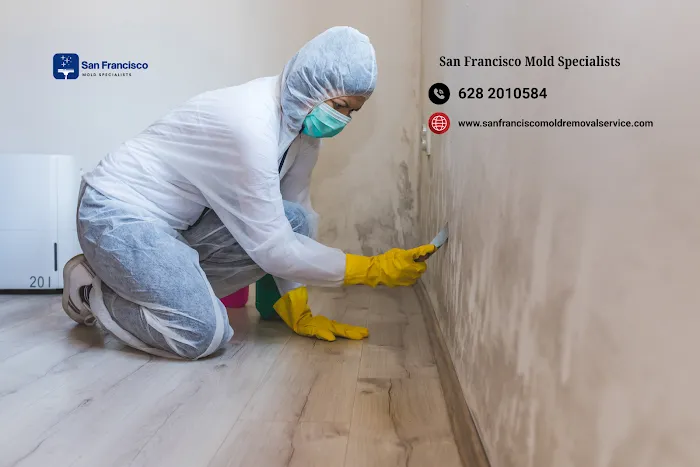 San Francisco Mold Specialists Picture 3