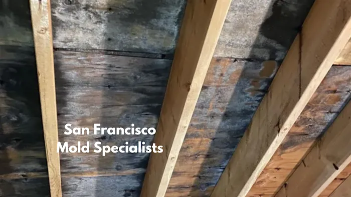 San Francisco Mold Specialists Picture 10