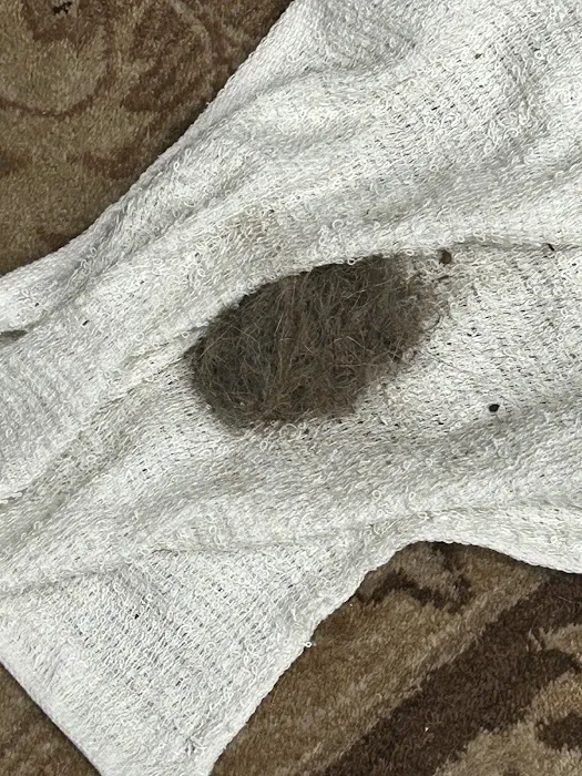 Stanley Steemer Picture 10