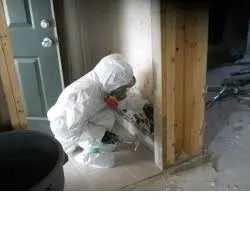 Ez MoldRemoval Picture 1