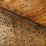 Augmented Mold Removal & Remediation Union City CA