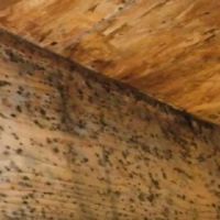 Augmented Mold Removal & Remediation Union City CA ico