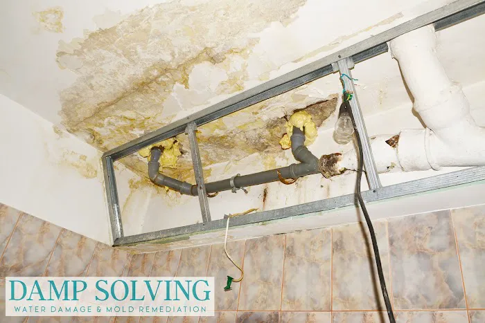 Damp Solving Water & Mold Picture 1