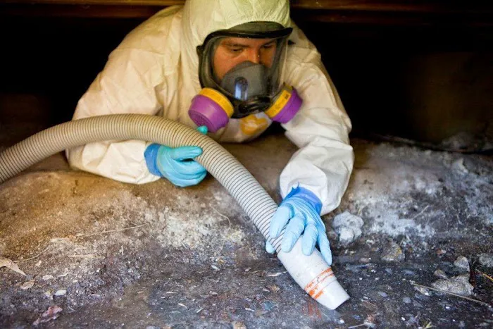 Bears Restoration Picture 2