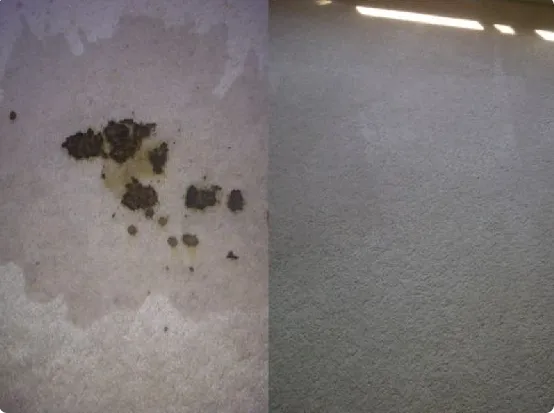 Chem-Dry of Marin Picture 10