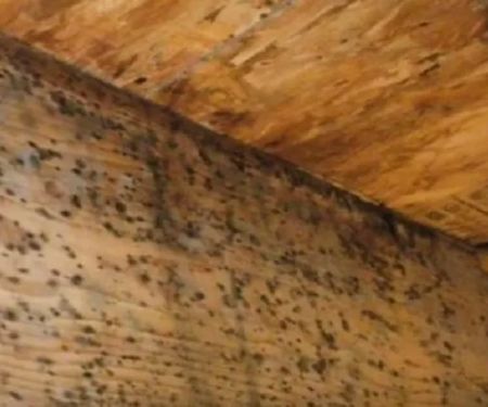 ALL US Mold Removal & Remediation Novato CA