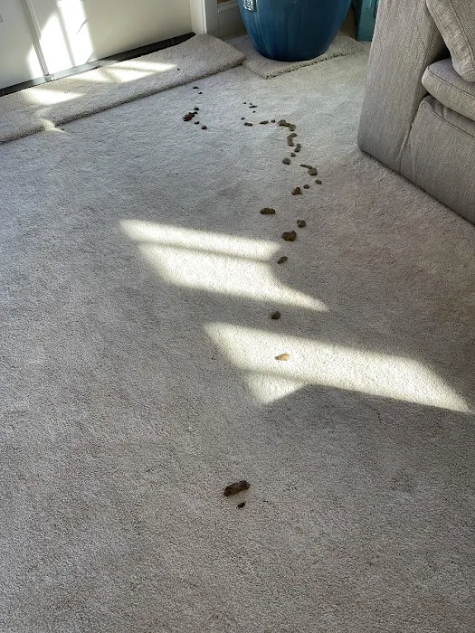 Stanley Steemer Picture 10