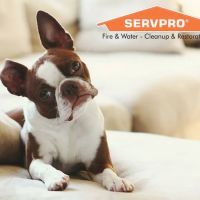 Servpro Turlock ico