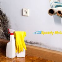 Speedy Mold Removal ico