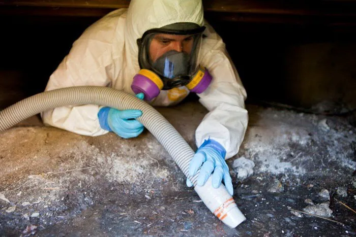 Speedy Mold Removal Picture 2