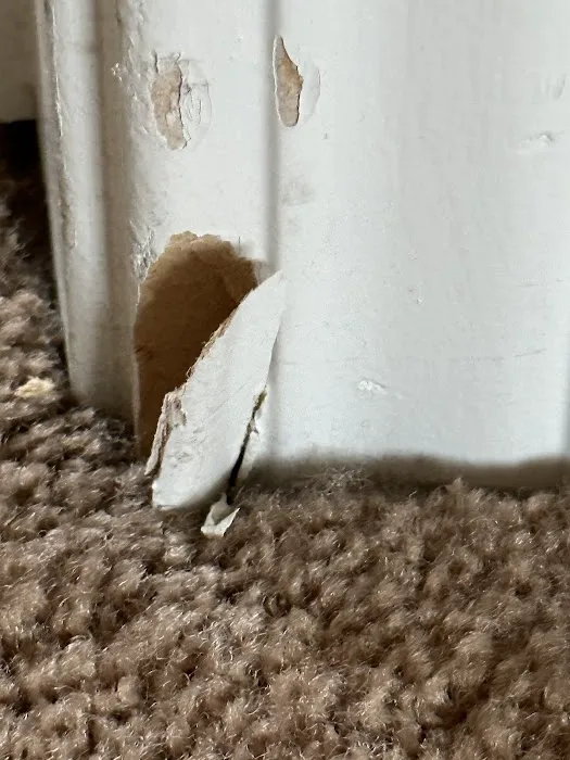 Stanley Steemer Picture 2