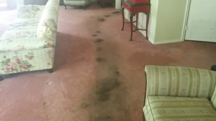 Big Dog Cleaning and Restoration Picture 5