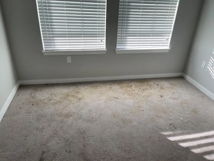 Stanley Steemer Picture 10