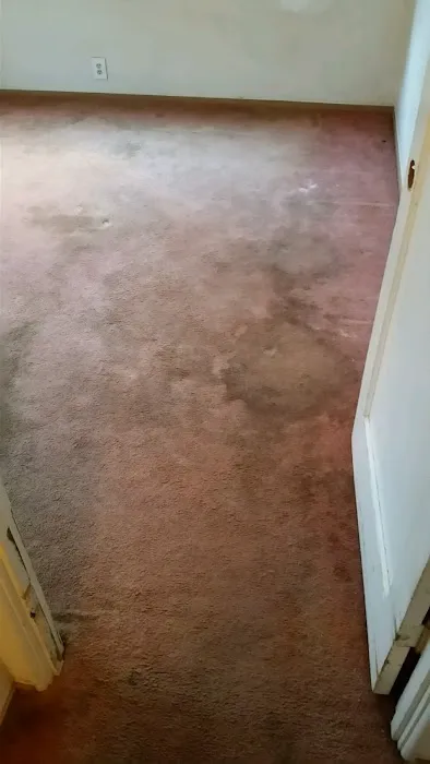Carpet Restoration Company Picture 2