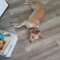 CityWide Restoration ico