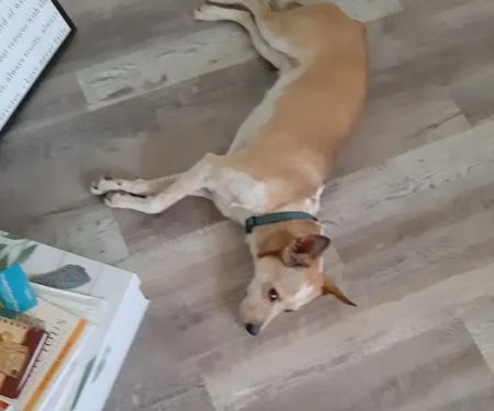 CityWide Restoration